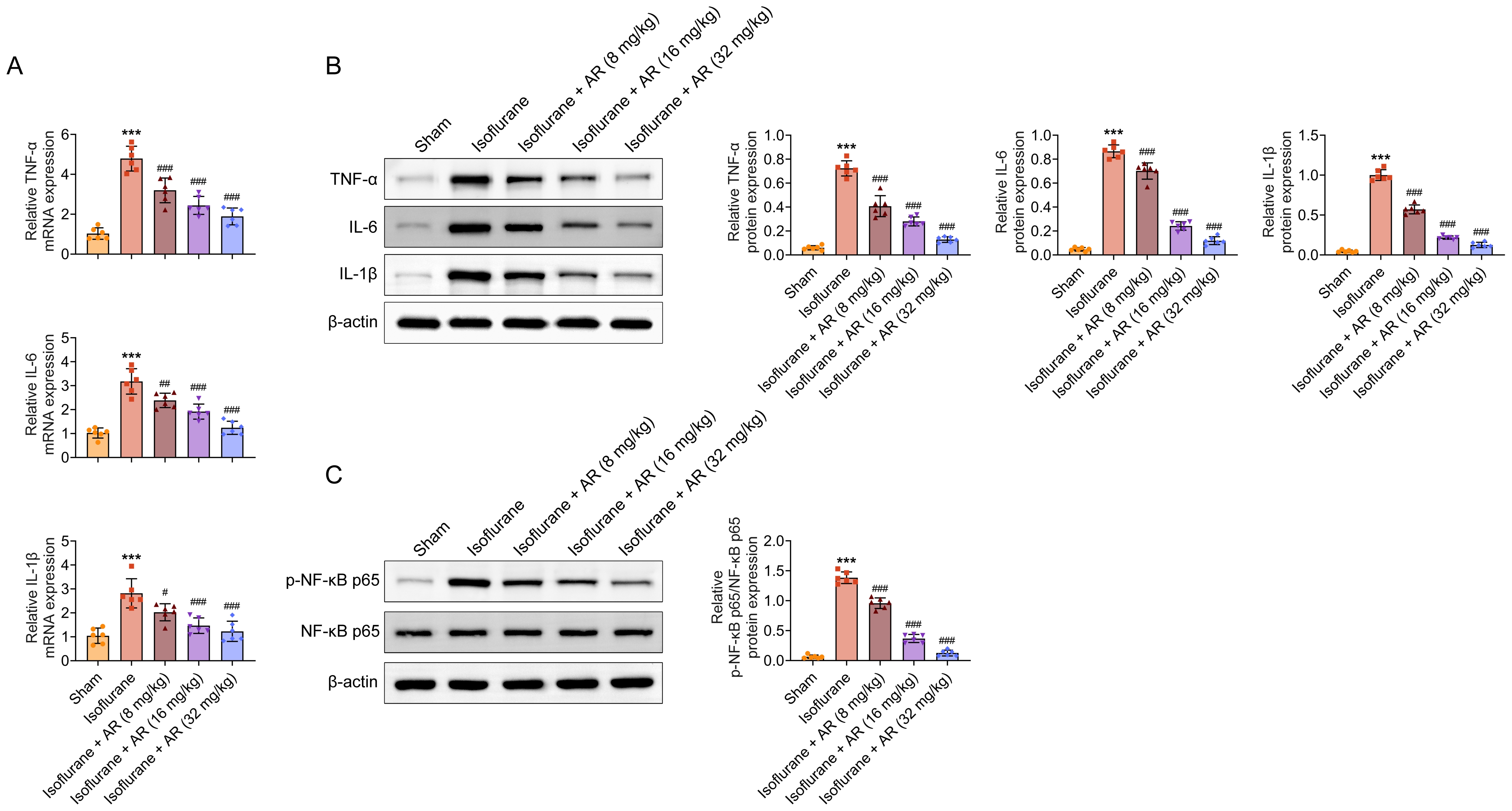 Clematichinenoside AR can reduce isoflurane-stimulated
inflammatory response in mice. (A) The mRNA expression levels of TNF-α,
IL-6 and IL-1β in mice in each group. (B) The protein expression levels
of TNF-α, IL-6 and IL-1β in mice in each group. (C) The protein
expression levels of NF-κB p65 in mice in each group. Data were
presented as the mean ± SD with three independent experiments.
***p < 0.001 versus sham group, #p < 0.05, and ##p < 0.01,
###p < 0.001 versus isoflurane group. AR: Clematichinenoside AR; TNF: Tumor Necrosis
Factor; IL: Interleukin; NF-κB: Nuclear Factor-Kappa B.
