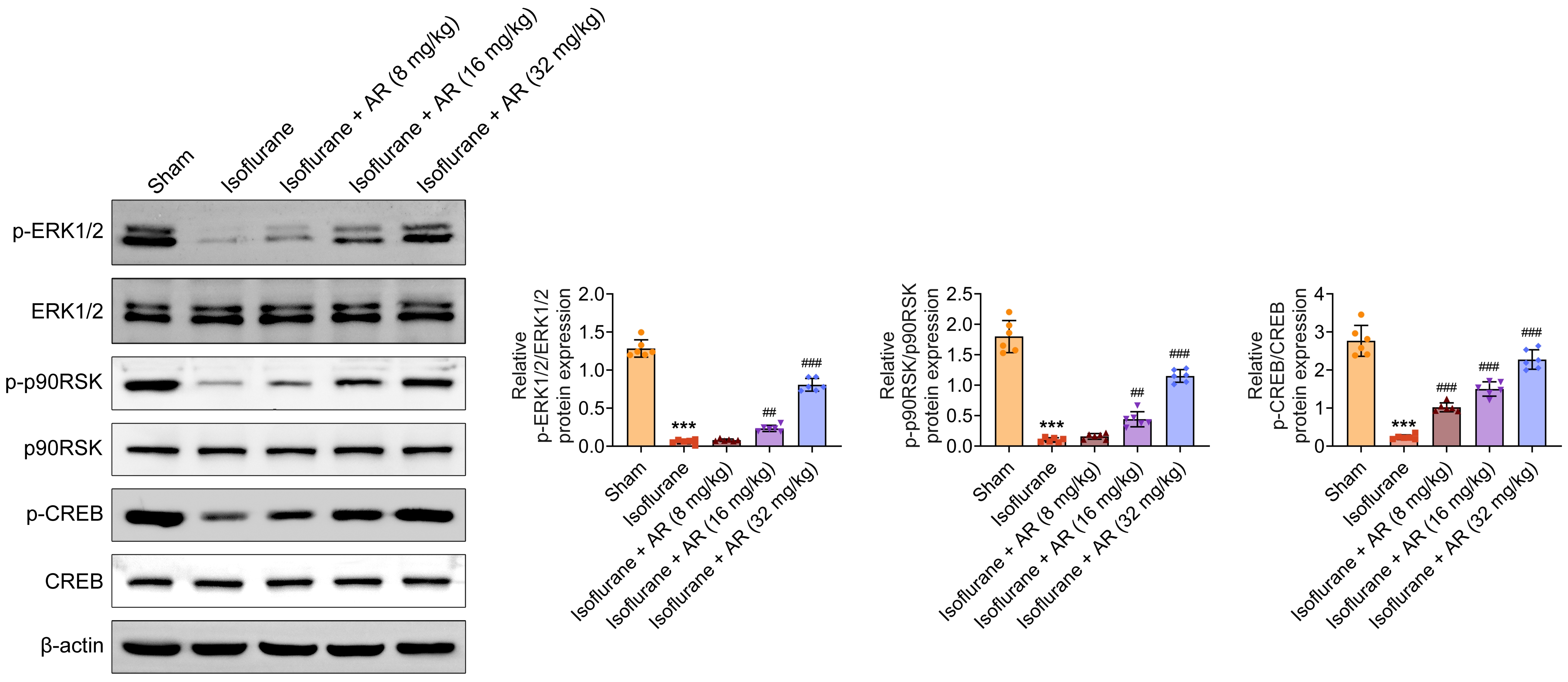 Clematichinenoside AR can activate the ERK-CREB pathway. The
protein levels of p-ERK1/2, ERK1/2, p-p90RSK, p90RSK, p-CREB and CREB in each
group. Relatively quantitative results were determined by Image J and shown as a
histogram. Data were presented as the mean ± SD with three independent
experiments. ***p < 0.001 versus sham group,
###p < 0.001, and ##p < 0.01 versus
isoflurane group. AR: Clematichinenoside AR; ERK: Extracellular Signal-Regulated
Kinase; p90RSK: p90 Ribosomal S6 Kinase; CREB: cAMP Response Element-Binding
Protein.
