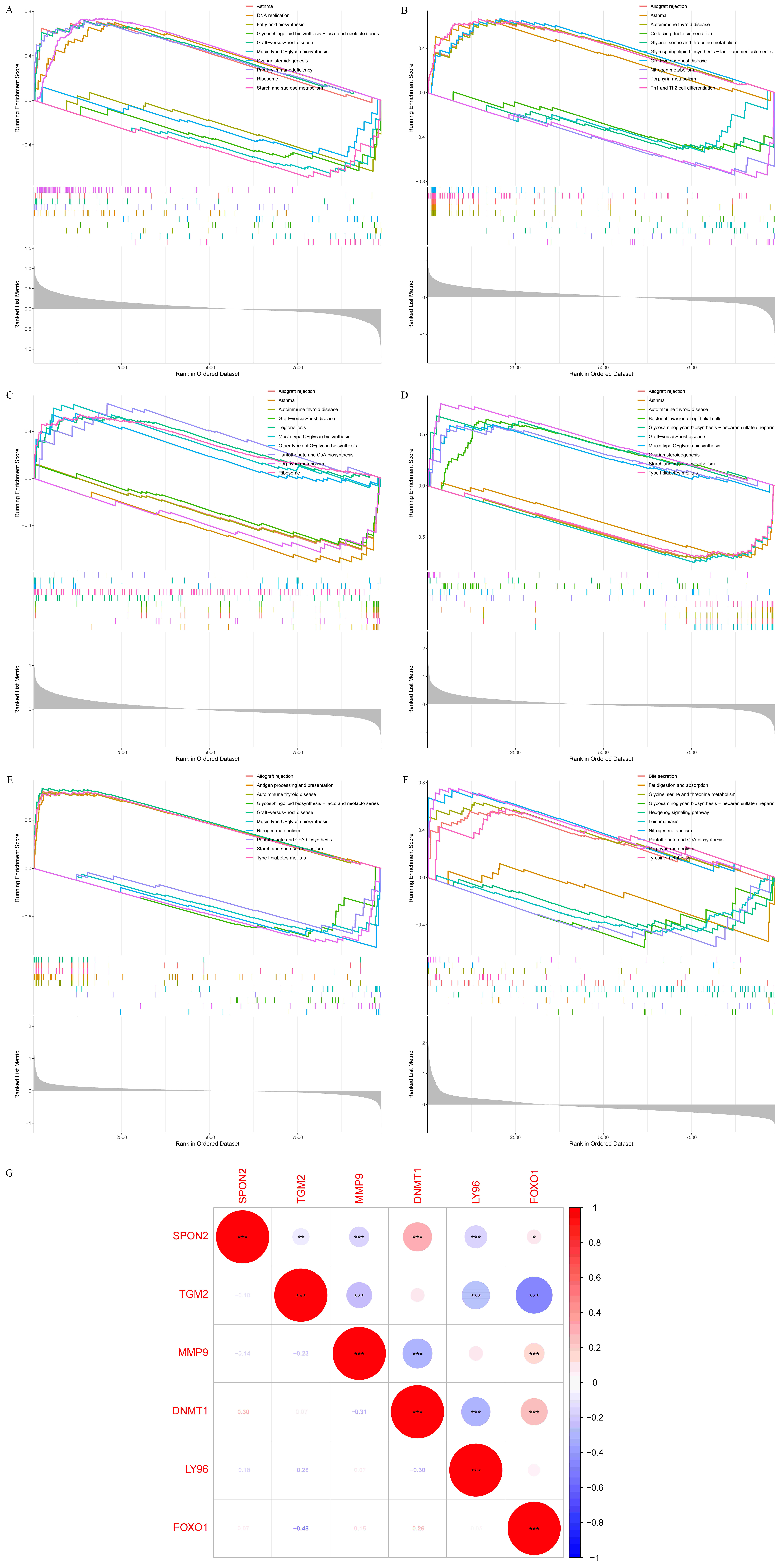 GSEA of hub genes. (A) DNMT1, (B) FOXO1, (C)
LY96, (D) MMP9, (E) SPON2, (F) TGM2 and (G)
the correlation map of these six hub genes. *p <
0.05; **p < 0.01; ***p < 0.001. GSEA, gene set
enrichment analysis; DNMT1, DNA methyltransferase 1;
FOXO1, forkhead box protein 1; LY96, lymphocyte antigen
96; MMP9, matrix metalloproteinase 9; SPON2, spondin 2;
TGM2, transglutaminase 2.