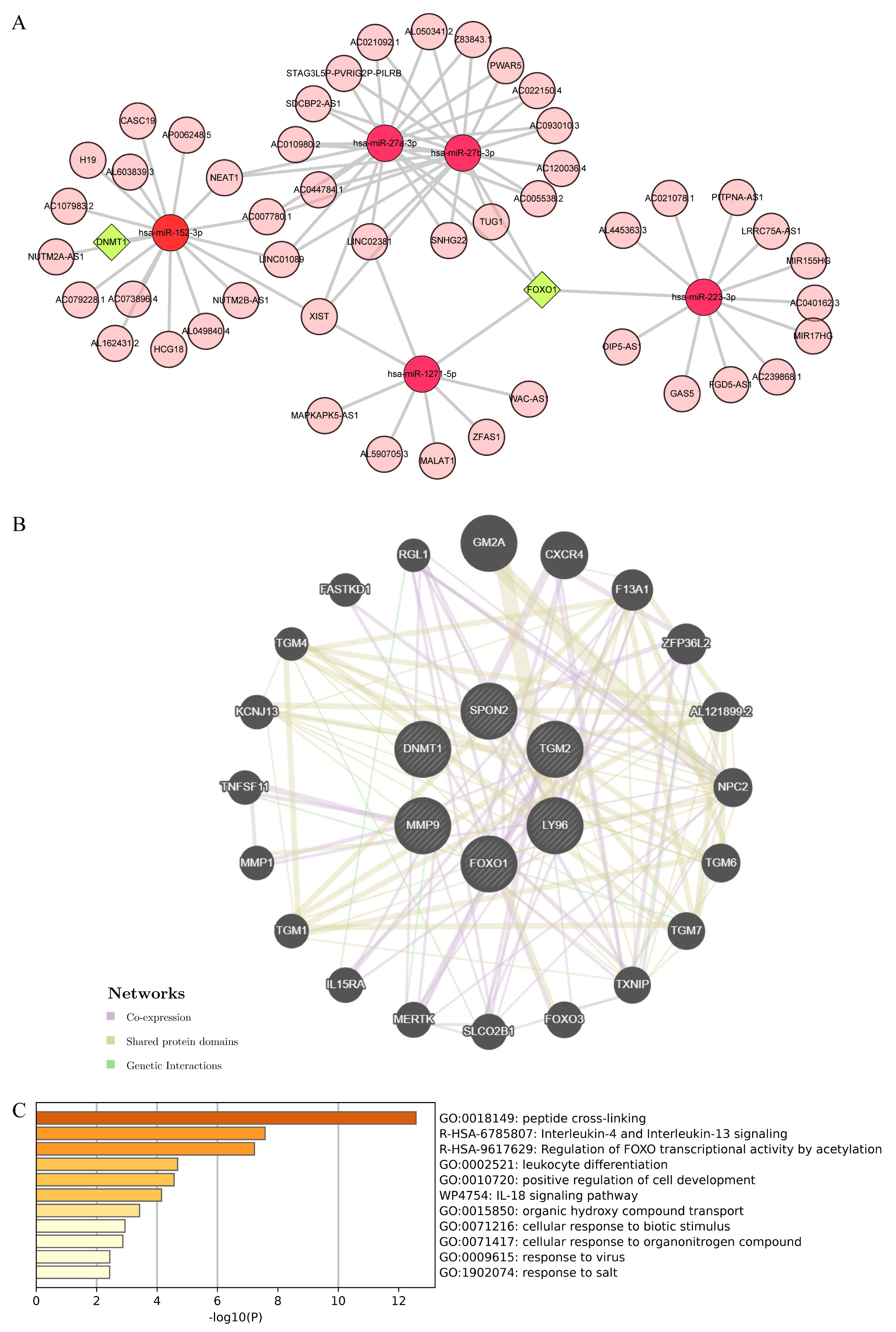 ceRNA regulatory network of the hub genes. (A) ceRNA network of
the hub genes (pink circles represent lncRNAs, red circles represent miRNAs, and
green diamonds represent the hub genes). (B) Hub gene co-expression network. (C)
Enrichment analysis of gene functions in the co-expression network. ceRNA,
competing endogenous RNA; lncRNA, long non-coding RNA; miRNA, micro-RNA;
SPON2, spondin 2; MMP9, matrix metalloproteinase 9; TGM2,
transglutaminase 2; DNMT1, DNA methyltransferase 1;
FOXO1, forkhead box protein 1; LY96, lymphocyte antigen 96.