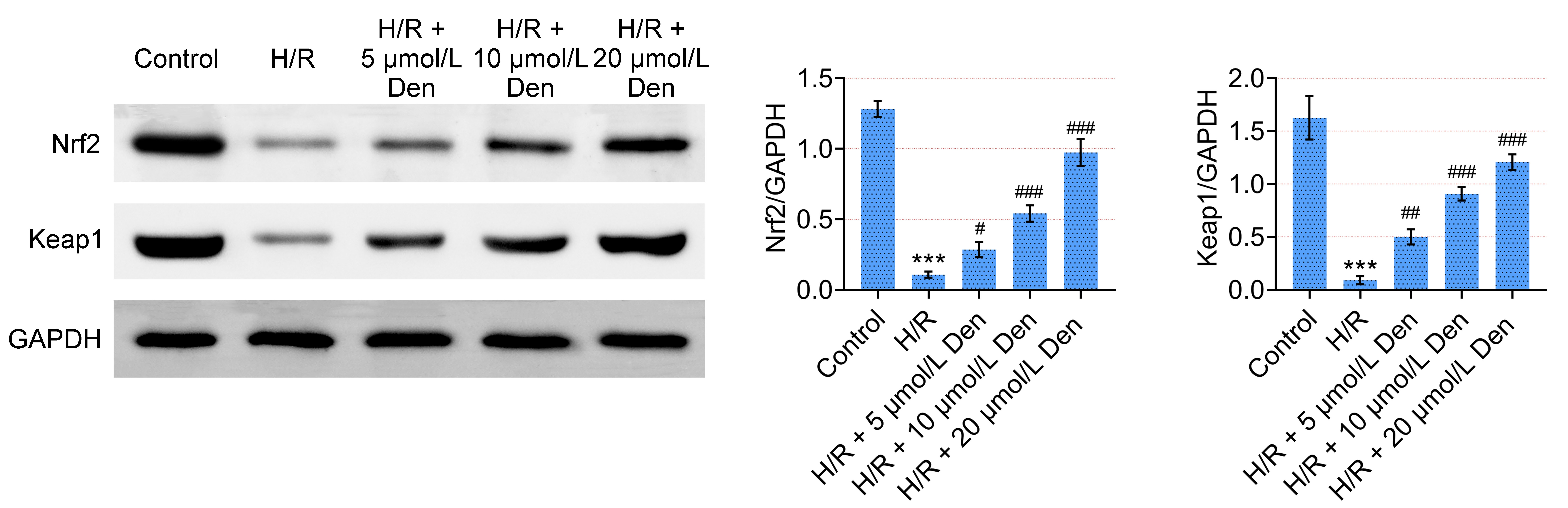 Dendrobine (Den) activates the Nrf2/Keap1 signaling pathway in 
H9C2 cells under hypoxia/reoxygenation (H/R) conditions. Immunoblot analysis of 
Nrf2 and Keap1 protein expression in H9C2 cells treated with H/R alone or in 
combination with various concentrations of Den (5, 10, 20 μmol/L). 
The expression levels of Nrf2 and Keap1 were normalized to GAPDH and quantified. 
Data are presented as mean ± SD. ***p < 0.001 
vs. control group; #p < 0.05, ##p < 0.01 and 
###p < 0.001 vs. H/R group. Nrf2: Nuclear factor erythroid 
2-related factor 2; Keap1: Kelch-like ECH-associated protein 1; GAPDH: 
Glyceraldehyde-3-Phosphate Dehydrogenase.