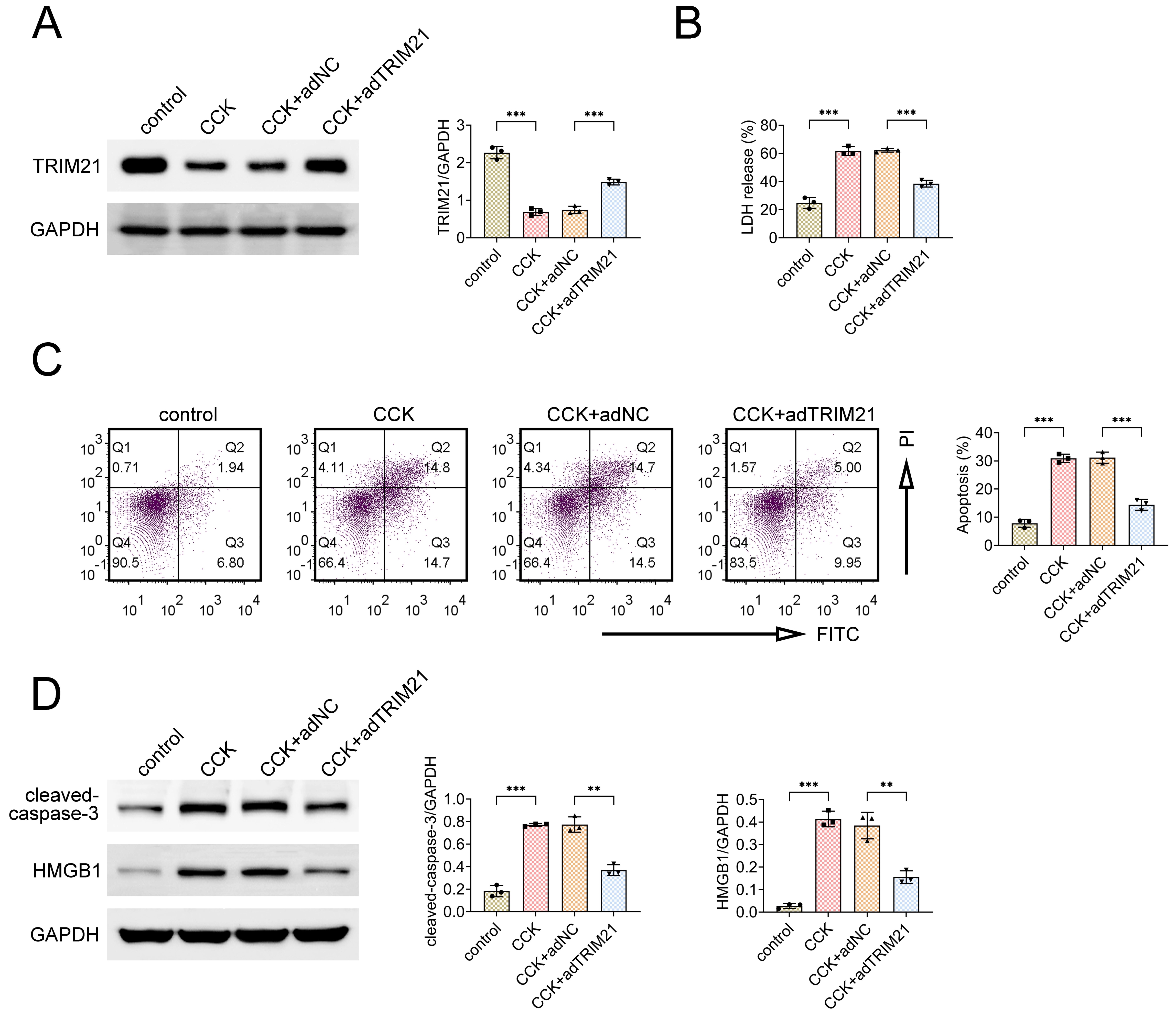 Overexpression of TRIM21 alleviates AP-induced cell
injury. Cells were divided into four groups: control, CCK, CCK + adNC and CCK +
adTRIM21. (A) Western blot analysis confirmed TRIM21 overexpression in
the CCK + adTRIM21 group. (B) LDH release was measured using an LDH assay kit,
showing reduced cell injury in the CCK + adTRIM21 group. (C) Flow cytometry
analysis of cell apoptosis revealed a significant reduction in apoptosis
following TRIM21 overexpression. (D) Western blot analysis of
cleaved-caspase-3 and HMGB1 expression showed that TRIM21 overexpression
attenuated apoptosis-related protein levels. N = 3. Data are presented as the
mean ± SD. **p < 0.01, ***p < 0.001. TRIM21:
tripartite motif-containing protein 21; CCK: cholecystokinin; adNC: negative
control adenovirus; adTRIM21: tripartite motif-containing protein 21
overexpression; LDH: lactate dehydrogenase; PI: propidium iodide; HMGB1: high
mobility group box-1 protein; GAPDH: 4′,6-Diamidino-2-phenylindole;
FITC: fluorescein isothiocyanate.