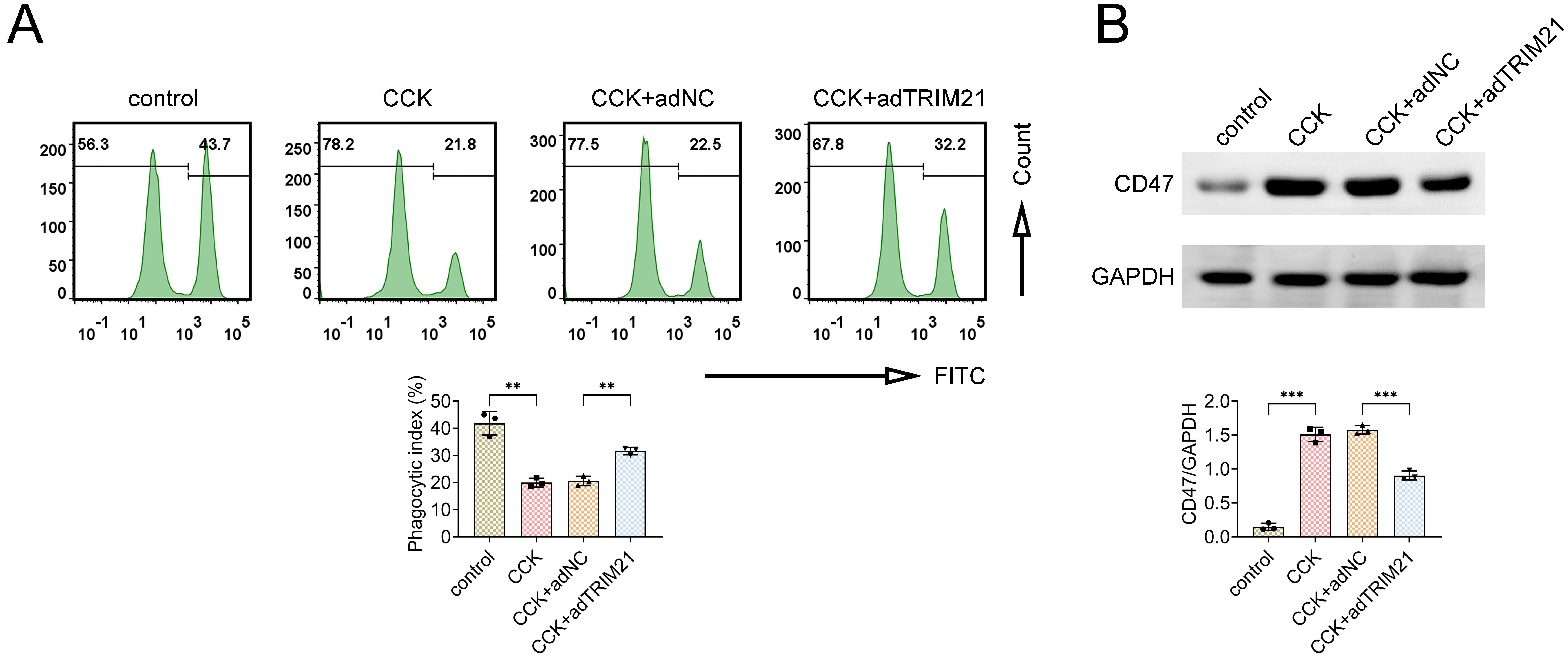 Overexpression of TRIM21 accelerates macrophage
efferocytosis.
Cells were divided into four groups:
control, CCK, CCK + adNC and CCK + adTRIM21. (A) The
phagocytic
index (%) was assessed by flow cytometry, showing enhanced efferocytosis in the
CCK + adTRIM21 group. (B) Western blot analysis demonstrated decreased CD47
expression following TRIM21 overexpression in the CCK + adTRIM21 group.
N = 3. Data are presented as the mean ± SD. **p < 0.01,
***p < 0.001. CCK: cholecystokinin; adNC: negative control adenovirus;
adTRIM21: tripartite motif-containing protein 21 overexpression; GAPDH:
4′,6-Diamidino-2-phenylindole; FITC: fluorescein isothiocyanate; CD47: cluster of
differentiation 47.
