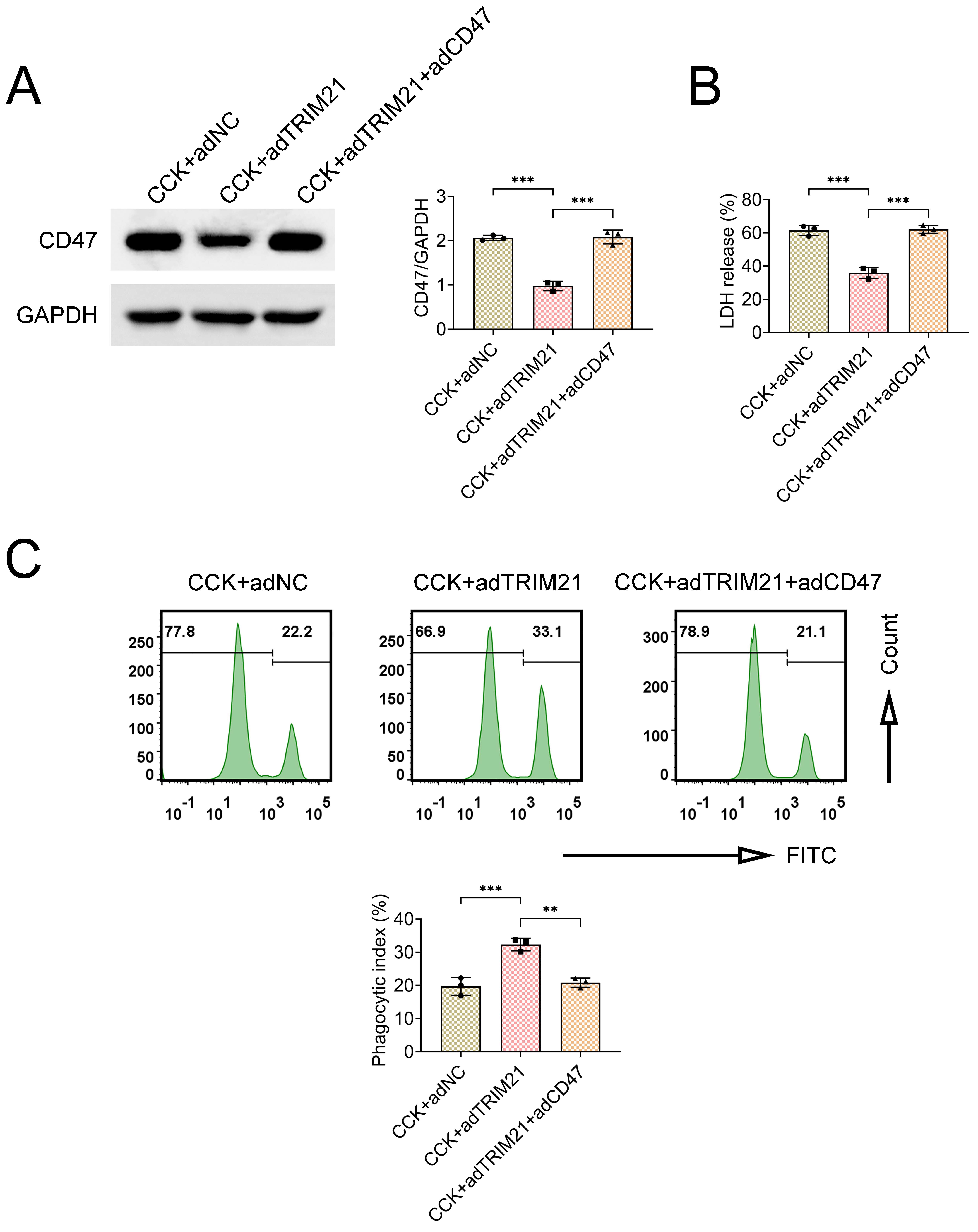 Overexpression of CD47 reverses the regulatory effects
of TRIM21. Cells were divided into three groups: CCK + adNC, CCK +
adTRIM21 and CCK + adTRIM21 + adCD47. (A) Western blot analysis confirmed the
successful overexpression of CD47 in the CCK + adTRIM21 + adCD47 group.
(B) LDH release was assessed using an LDH assay kit, demonstrating that
CD47 overexpression reversed the protective effects of TRIM21
on cell injury. (C) Flow cytometry analysis of the phagocytic index (%) revealed
that CD47 overexpression reduced TRIM21-induced acceleration of
efferocytosis. N = 3. Data are presented as the mean ± SD. **p <
0.01, ***p < 0.001. CCK: cholecystokinin; adNC: negative control
adenovirus; adTRIM21: tripartite motif-containing protein 21 overexpression; LDH:
lactate dehydrogenase; GAPDH: 4′,6-Diamidino-2-phenylindole; FITC: fluorescein
isothiocyanate; CD47: cluster of differentiation 47.