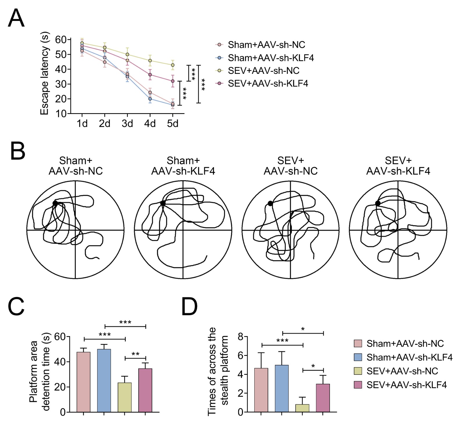 knockdown reversed spatial memory loss caused by SEV
exposure. Neonatal rats were divided into four groups: (1) Sham + AAV-sh-NC; (2)
Sham + AAV-sh-KLF4; (3) SEV + AAV-sh-NC (4) SEV + AAV-sh-KLF4. (A) Representative
swimming paths in the MWM test; (B) Escape latency (seconds); (C) Time spent in
the target quadrant (seconds); (D) Number of platform crossings (*p < 0.05, **p < 0.01, ***p <
0.001, Sham + AAV-sh-NC vs. SEV + AAV-sh-NC, or SEV + AAV-sh-KLF4
vs. SEV + AAV-sh-NC or Sham + AAV-sh-KLF4). AAV: adeno-associated virus;
NC: negative control; KLF4: Krüppel-like factor 4; SEV: sevoflurane; sh-:
Short Hairpin RNA.