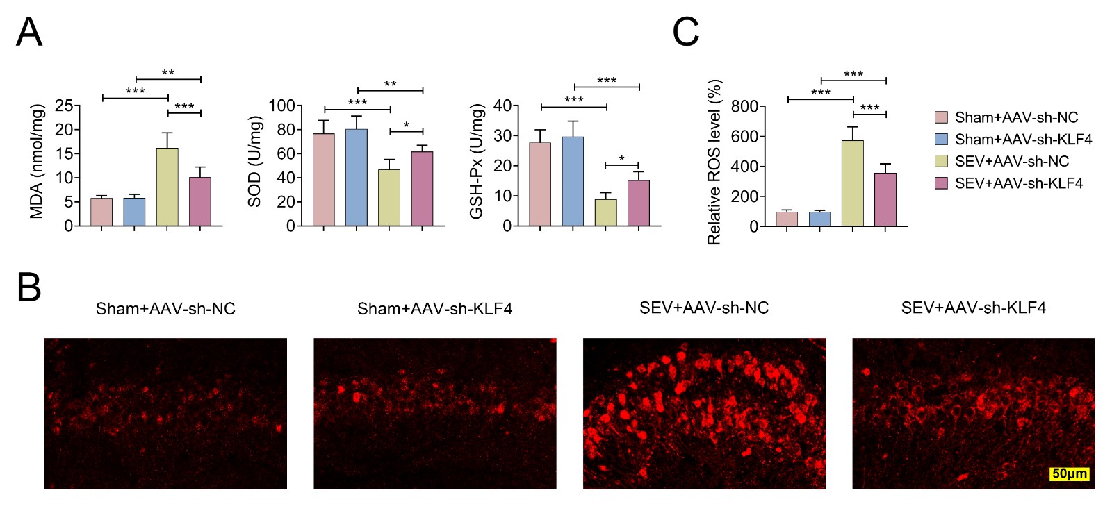 KLF4 knockdown reversed oxidative stress induced by SEV
exposure. Neonatal rats were divided into four groups: (1) Sham + AAV-sh-NC; (2)
Sham + AAV-sh-KLF4; (3) SEV + AAV-sh-NC; (4) SEV + AAV-sh-KLF4. (A)
Quantification of oxidative stress markers: MDA, SOD and GSH-Px in hippocampal
tissues; (B) ROS levels assessed by DHE fluorescence staining; (C) ROS levels
determined using commercial assay kits. (*p < 0.05,
**p < 0.01, ***p < 0.001, Sham +
AAV-sh-NC vs. SEV + AAV-sh-NC, or SEV + AAV-sh-KLF4 vs. SEV +
AAV-sh-NC or Sham + AAV-sh-KLF4). MDA: malondialdehyde; SOD: superoxide
dismutase; GSH-Px: glutathione peroxidase; ROS: reactive oxygen species; AAV:
adeno-associated virus; NC: negative control; KLF4: Krüppel-like factor 4;
SEV: sevoflurane; sh-: Short Hairpin RNA.