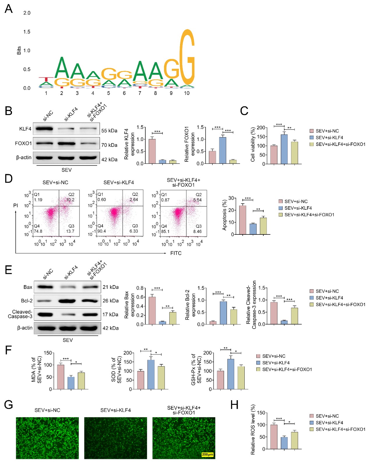 FOXO1 reversed KLF4-induced apoptosis and increased oxidative
stress. HT22 cells were divided into three groups: (1) SEV + si-NC; (2) SEV +
si-KLF4; (3) SEV + si-KLF4 + si-FOXO1. (A) The binding sites of KLF4 binding to
FOXO1 were predicted using the JASPAR database; (B) The expression of KLF4 and
FOXO1 measured by western blotting; (C) Cell viability was measured by CCK-8; (D)
Apoptosis measured by flow cytometry analysis; (E) The expression of Bax, Bcl-2
and Cleaved-caspase 3 measured by western blotting; (F) MDA, SOD, GSH-Px; (G) ROS
measured by DCF testing; (H) ROS measured by kits. (*p <
0.05, **p < 0.01, ***p < 0.001, SEV +
si-KLF4 vs. SEV + si-NC or SEV + si-KLF4 + si-FOXO1). KLF4:
Krüppel-like factor 4; FOXO1: Forkhead box transcription factor O1; NC:
negative control; SEV: sevoflurane; PI: propidium iodide; MDA: malondialdehyde;
SOD: superoxide dismutase; GSH-Px: glutathione peroxidase; ROS: reactive oxygen
species; FOXO1: Forkhead box transcription factor O1; FITC-P: Fluorescein
Isothiocyanate-Protein; si-: Small Interfering RNA.