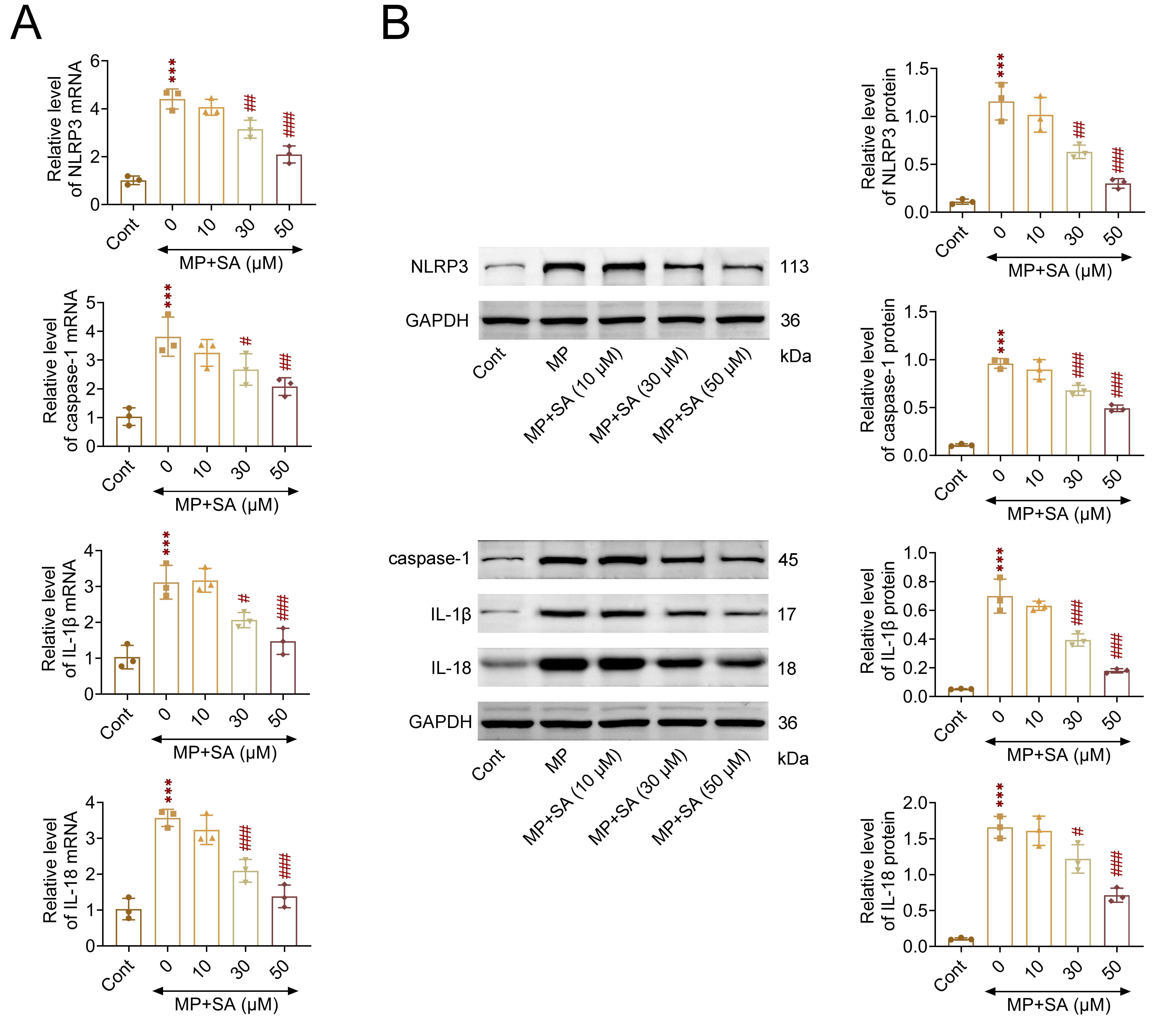 Sodium aesculin inhibits MP-induced myocyte pyroptosis. (A)
qPCR assays showed the mRNA levels of NLRP3, caspase-1, IL-1β and IL-18
in H9C2 cells upon SA treatment at the concentration of 10, 30 and 50 μM
upon the treatment of MP for 24 h. (B) Immunoblot assays showed the expression
levels of NLRP3, caspase-1, IL-1β and IL-18 in H9C2 cells upon SA
treatment at the concentration of 10, 30 and 50 μM upon the treatment of MP
for 24 h. ***p < 0.001, SA vs. control. ***p <
0.001, MP vs. control, #p < 0.05, ##p
< 0.01, ###p < 0.001, MP + SA vs. MP. SA, Sodium
aesculin; MP, methyl parathion; NLRP3, Nucleotide-binding oligomerization
Leucine-rich Repeat and Pyrin domain-containing protein 3; IL, Interleukin; Cont,
control; GAPDH, Glyceraldehyde-3-Phosphate Dehydrohydrogenase.