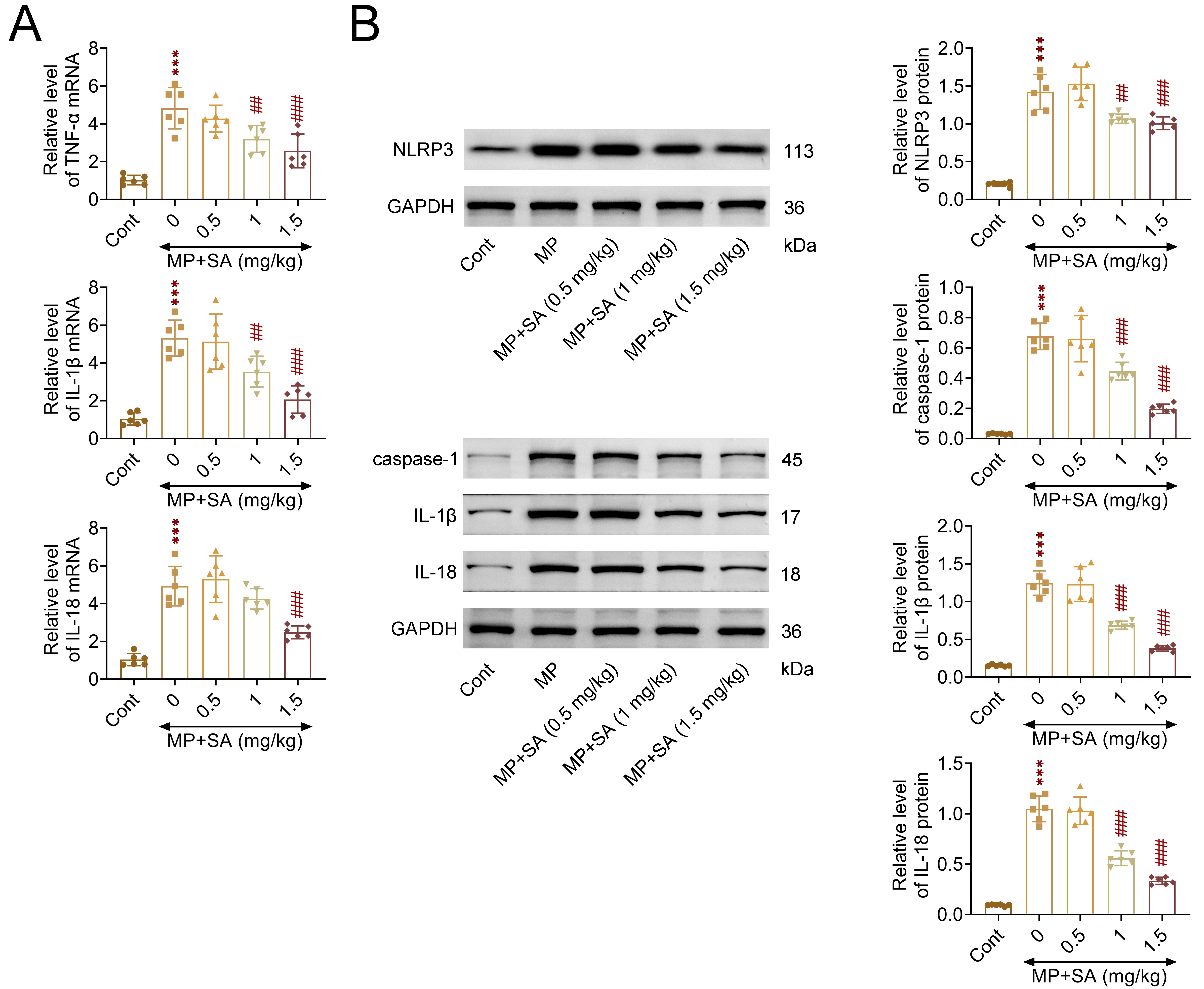 Sodium aesculin inhibits myocardial inflammation and pyroptosis
in MP-induced rats. (A) qPCR assays showed the mRNA levels of TNF-α,
IL-1β and IL-18 in heart tissues from rats upon treatment of SA at the
concentration of 0.5, 1, 1.5 mg/kg upon the treatment of MP for 24 h. (B)
Immunoblot assays showed the expression levels of NLRP3, caspase-1, IL-1β
and IL-18 in from rats upon treatment of SA at the concentration of 0.5, 1, 1.5
mg/kg upon the treatment of MP for 24 h. ***p < 0.001, SA vs.
control. ***p < 0.001, MP vs. control, ##p
< 0.01, ###p < 0.001, MP + SA vs. MP. SA, Sodium
aesculin; MP, methyl parathion; NLRP3, Nucleotide-binding oligomerization
Leucine-rich Repeat and Pyrin domain-containing protein 3; IL, Interleukin; Cont,
Control; GAPDH, Glyceraldehyde-3-Phosphate Dehydrohydrogenase; TNF, Tumor
Necrosis Factor.