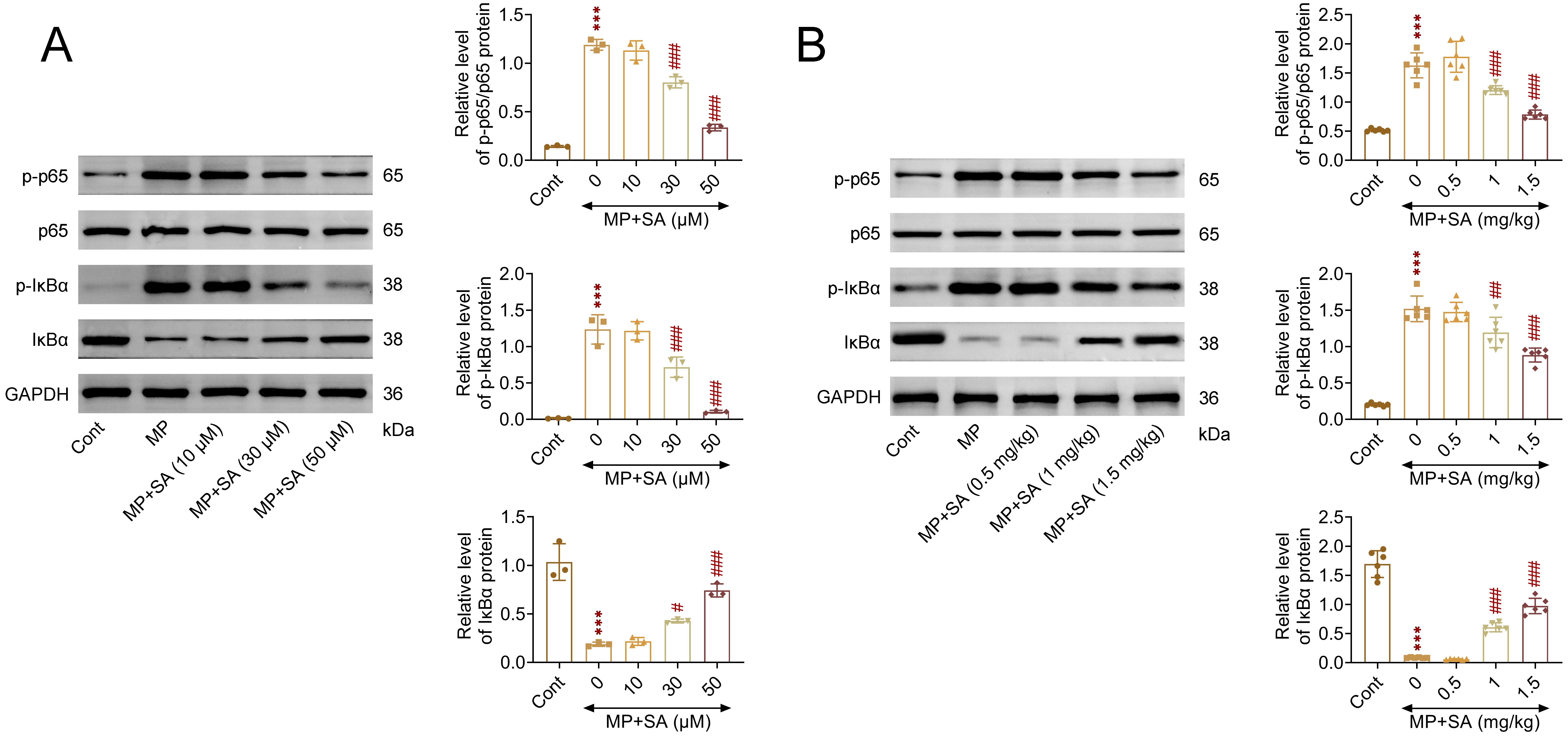 Sodium aesculin inhibits MP-induced NF-κB
activation in vivo and in vitro. (A) Immunoblot assays showed
the expression and phosphorylation levels of p65 and IκBα in
H9C2 cells upon SA treatment at the concentration of 10, 30 and 50 μM upon
the treatment of MP for 24 h. (B) Immunoblot assays showed the expression and
phosphorylation levels of p65 and IκBα in from rats upon
treatment of SA at the concentration of 0.5, 1, 1.5 mg/kg upon the treatment of
MP for 24 h. ***p < 0.001, SA or MP vs. control.
#p < 0.05, ##p < 0.01, ###p
< 0.001, MP + SA vs. MP. SA, Sodium aesculin; MP, methyl parathion;
IκBα, Inhibitor of κBα; GAPDH,
Glyceraldehyde-3-Phosphate Dehydrohydrogenase; Cont, control.