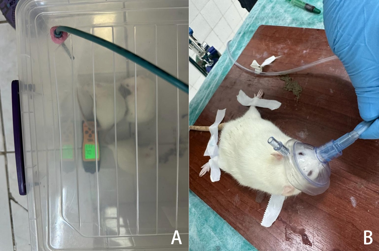 Carbon monoxide exposure and oxygen therapy in a rat model. (A)
Rats at exposed to severe carbon monoxide poisoning in a plastic chamber; (B) A
rat receiving COT with an oxygen flow rate of 10 L/min for 30 minutes via a
simple face mask.