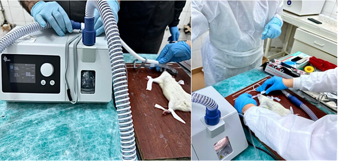 A rat receiving HFNC oxygen therapy with an oxygen flow rate of
60 L/min for 30 minutes.