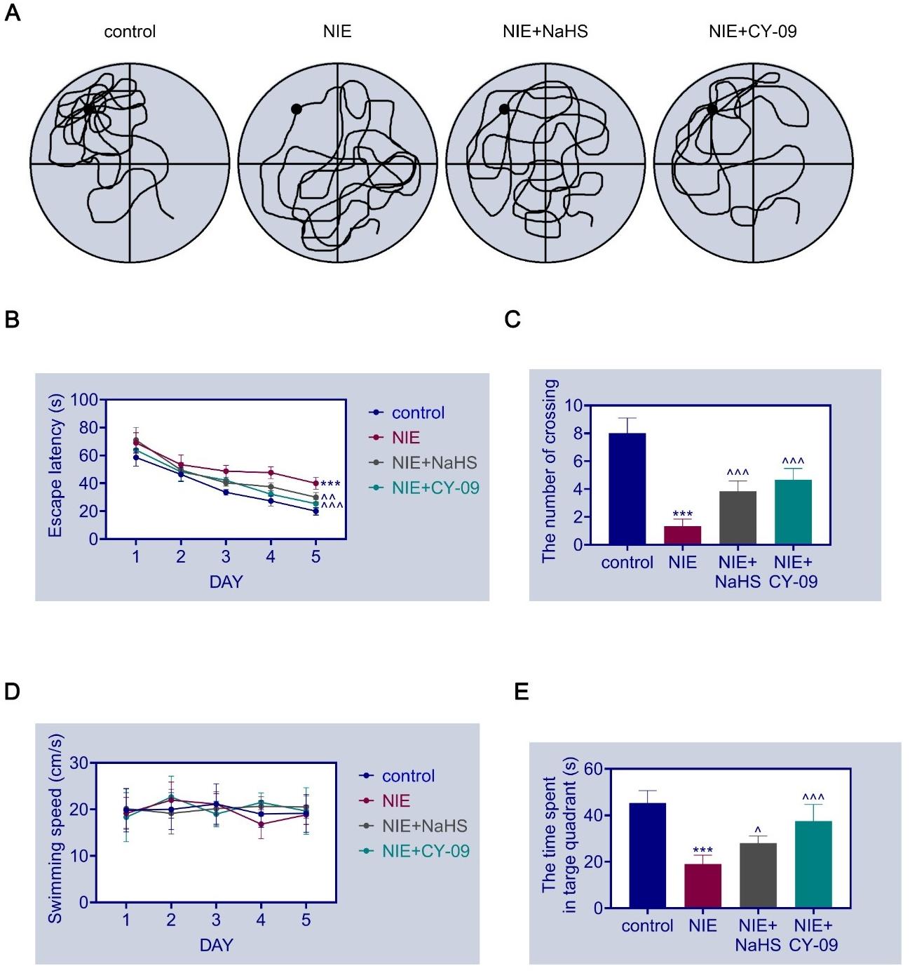 NaHS enhances cognitive function in NIE rats. The water maze 
experiment was used to detect the movement trajectory (A), escape latency (B), 
number of platform crossings (C), swimming speed (D), and residence time (E) in 
the target quadrant of each group of rats. vs. Control, ***p < 0.001. vs. NIE, ^p < 0.05, ^^p < 0.01, 
^^^p < 0.001. NIE: 
Neonatal hypoxic-ischemic encephalopathy; NaHS: Sodium hydrosulfide.