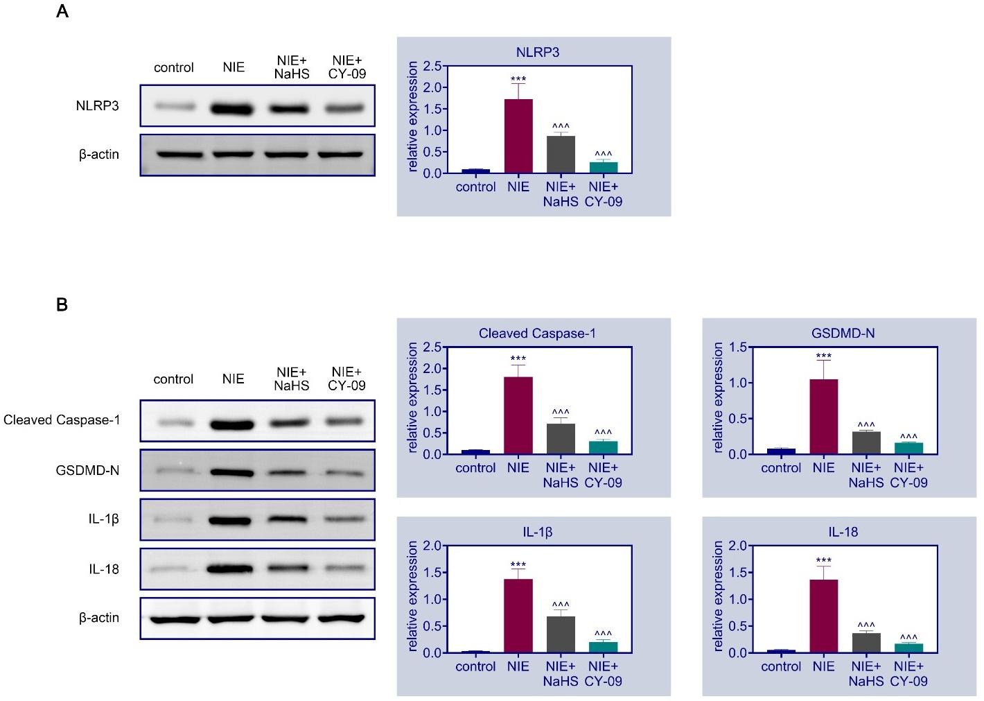 NaHS inhibits pyroptosis-related protein expression in NIE rats. (A) Identification of NLRP3 protein expression in brain tissue using Western 
blot. (B) Identification of Cleaved Caspase-1, GSDMD-N, IL-1β, and IL-18 
protein expression in brain tissue using Western blot. vs. Control, ***p < 0.001. vs. NIE, 
^^^p < 0.001. NIE: 
Neonatal hypoxic-ischemic encephalopathy; NaHS: Sodium hydrosulfide; 
NLRP3: the nucleotide-binding oligomerization 
domain-, leucine-rich repeat-, and pyrin domain- containing receptor 3; GSDMD: 
gasdermin D; IL-1β: interleukin-1β; IL-18: interleukin-18.