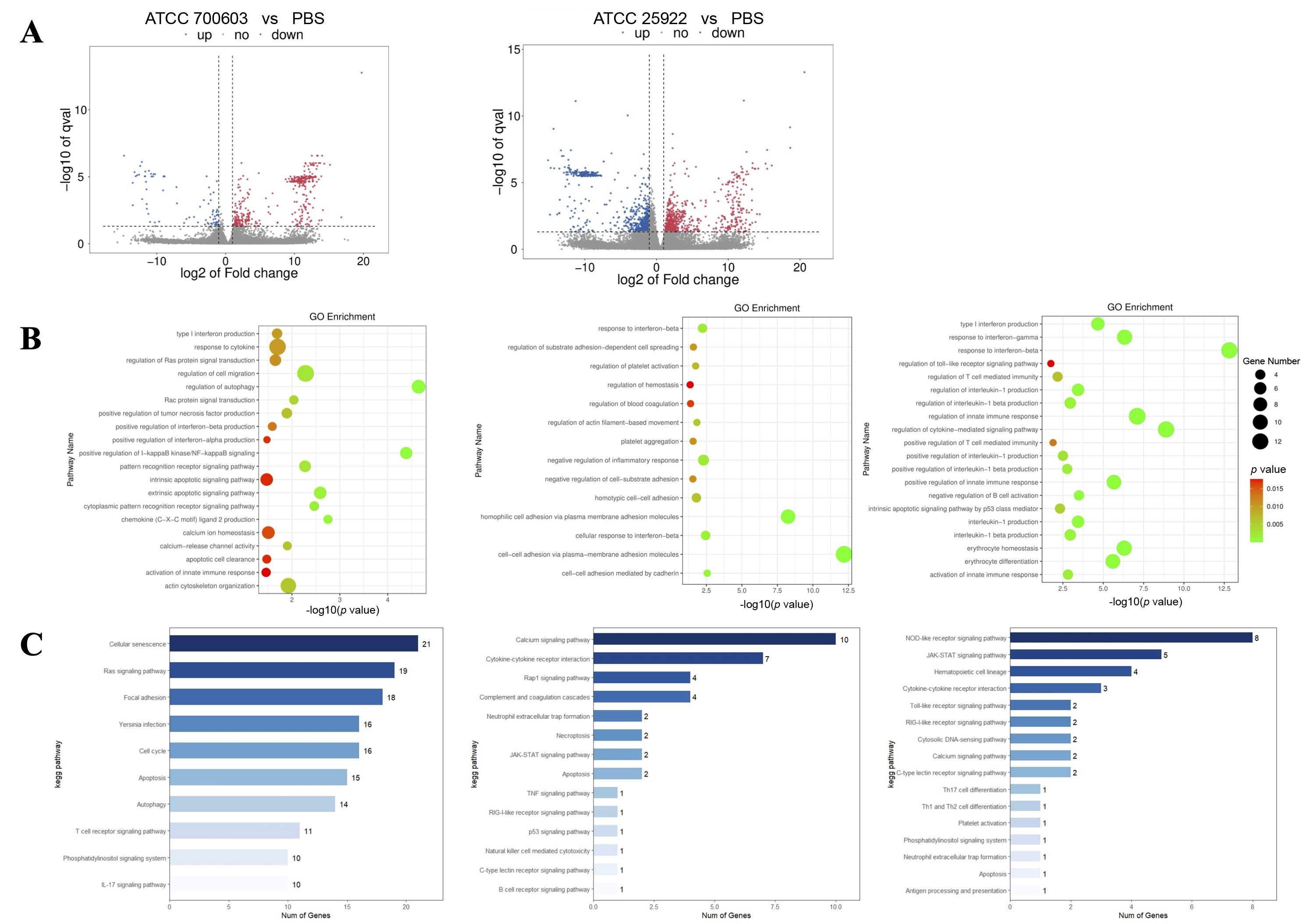 Transcriptomic profiling of platelets in murine bacteremia models. (A)
Volcano plot of differentially expressed genes (DEGs). Red: significantly
upregulated DEGs. Blue: significantly downregulated DEGs. Gray: non-significant
genes. (B) GO enrichment analysis. Left: Unique DEGs in E. coli ATCC
25922 group. Center: Unique DEGs in K. pneumoniae ATCC 700603 group.
Right: Shared DEGs in both pathogens. (C) KEGG pathway enrichment. Left:
E. coli-specific pathways. Center: K. pneumoniae-specific
pathways. Right: Shared pathways between pathogens. ATCC: American Type Culture
Collection; PBS: phosphate-buffered saline; GO: gene ontology; IL: interleukin;
JAK-STAT: Janus kinase-signal transducer and activator of transcription; TNF:
tumor necrosis factor; NOD: nucleotide-binding oligomerization domain.