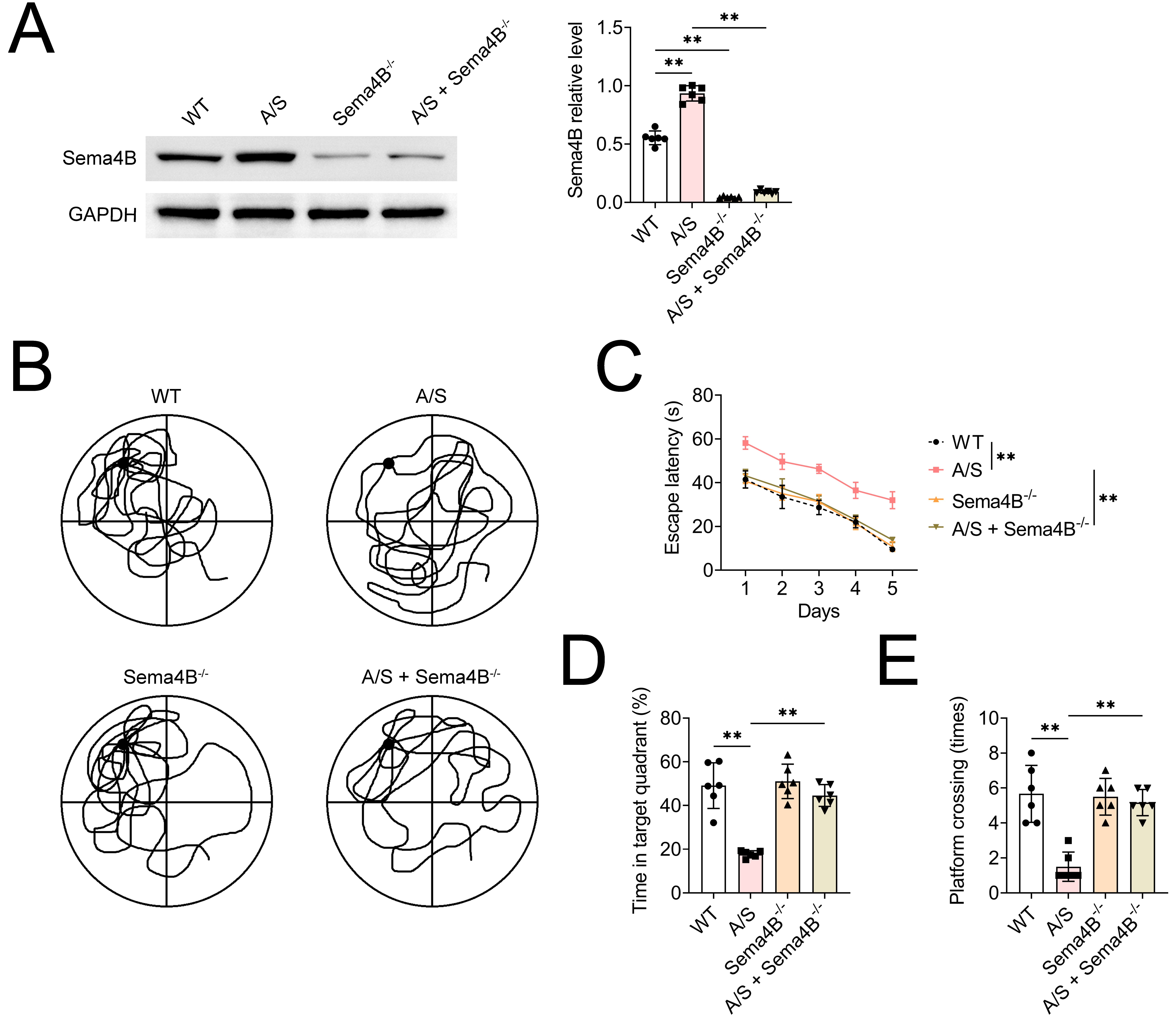 Knockout of Sema4B improves cognitive decline in PND-aged mice.
(A) Western blotting showing Sema4B protein expression in mice hippocampus
tissues. (B) Swimming path detected by MWM. (C–E) Escape time, time spent in the
target quadrant, and number of times the mouse crossed the original platform as
measured by MWM. Values are presented as mean ± SD. **: p <
0.01. n = 6. Sema4B: Semaphorin 4B; WT: wild-type; A/S: anesthesia/surgery;
Sema4B−/−: Sema4B knockout; GAPDH: Glyceraldehyde-3-Phosphate Dehydrogenase.