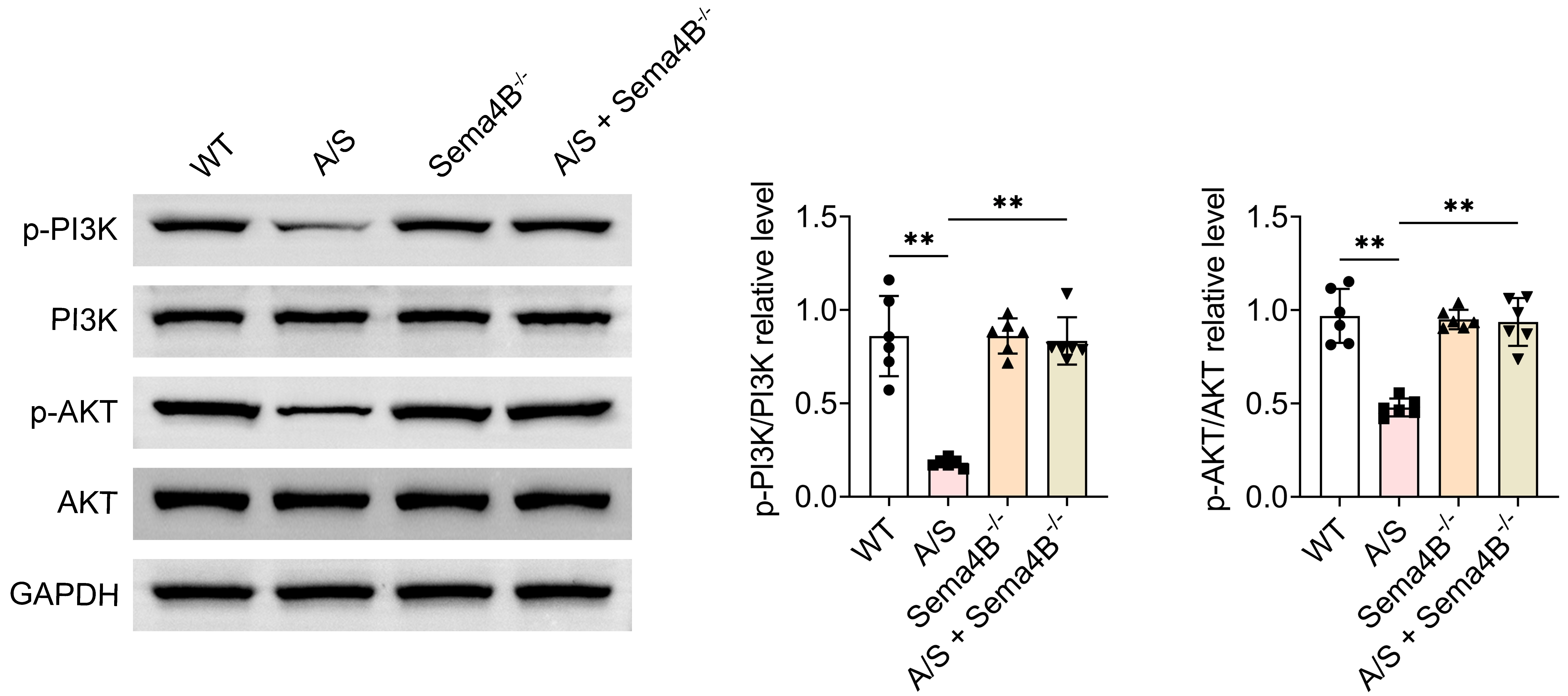 Knockout of Sema4B activates the PI3K/AKT signaling pathway.
Western blotting showing PI3K, p-PI3K, AKT, p-AKT protein expressions in mice
hippocampus tissues. Values are presented as mean ± SD. **: p <
0.01. n = 6. WT: wild-type; A/S: anesthesia/surgery; Sema4B−/−: Sema4B
knockout; p-PI3K: Phospho-Phosphatidylinositol 3-Kinase; p-AKT: Phospho-Protein
Kinase B; GAPDH: Glyceraldehyde-3-Phosphate Dehydrogenase.