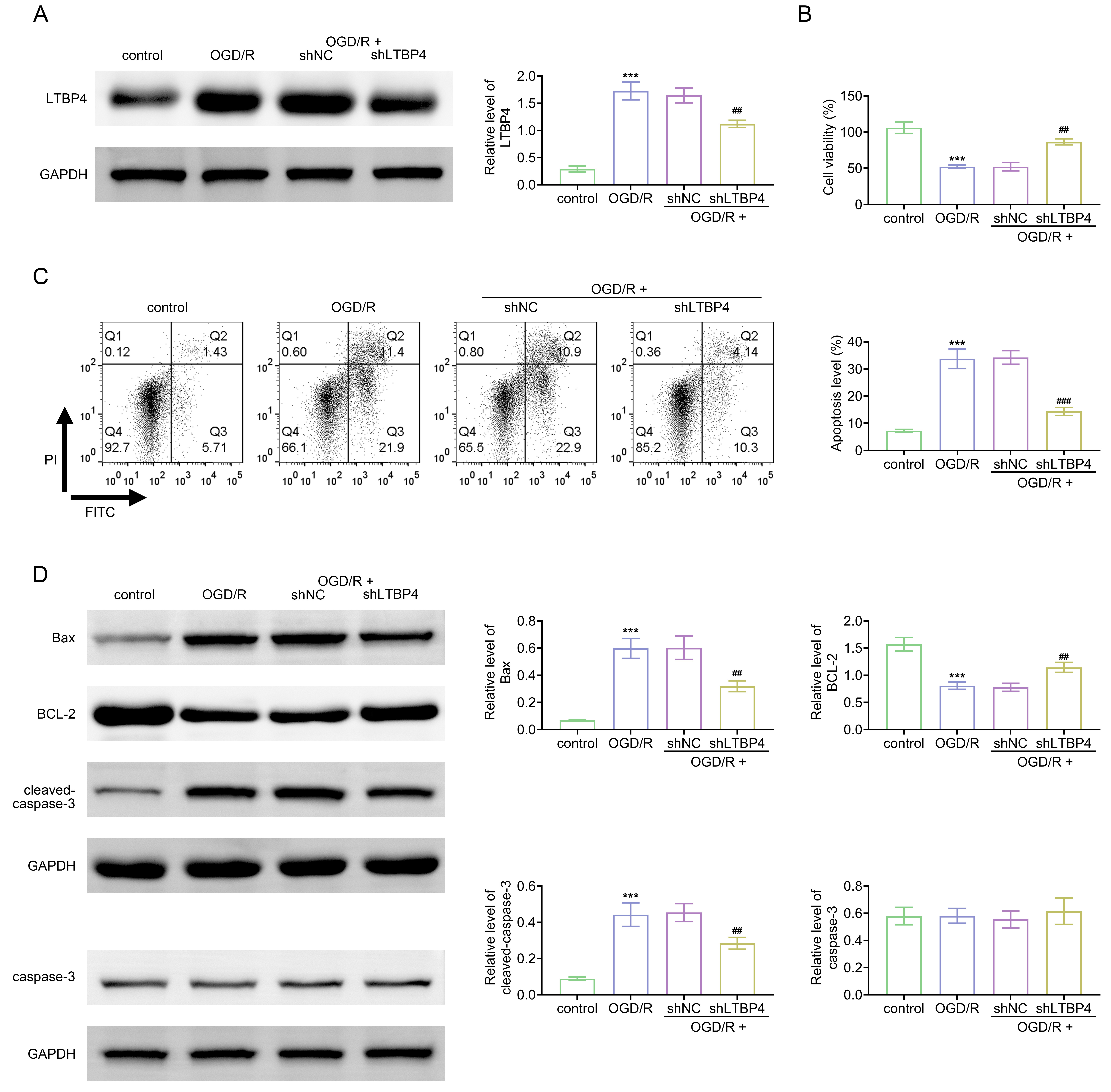 LTBP4 knockdown attenuates OGD/R-induced apoptosis in
cardiomyocytes. H9C2 cells were divided into four groups: control, OGD/R, OGD/R
+ shNC, and OGD/R + shLTBP4. (A) Western blot analysis of LTBP4 protein
expression. (B) Cell viability assessed by CCK-8 assay. (C) Apoptosis evaluated
by flow cytometry. (D) Western blot analysis of apoptosis-related proteins,
including Bax, BCL-2, cleaved caspase-3, and caspase-3. ***p
< 0.001 vs. control;
###p < 0.001, ##p < 0.01 vs. OGD/R
+ shNC. LTBP4: Latent transforming growth factor-beta binding protein 4; OGD/R:
oxygen-glucose deprivation/reperfusion; PI: propidium iodide; shNC: Short hairpin
negative control; GAPDH: glyceraldehyde-3-phosphate dehydrogenase;
FITC: Fluorescein isothiocyanate; BCL: B-cell lymphoma.