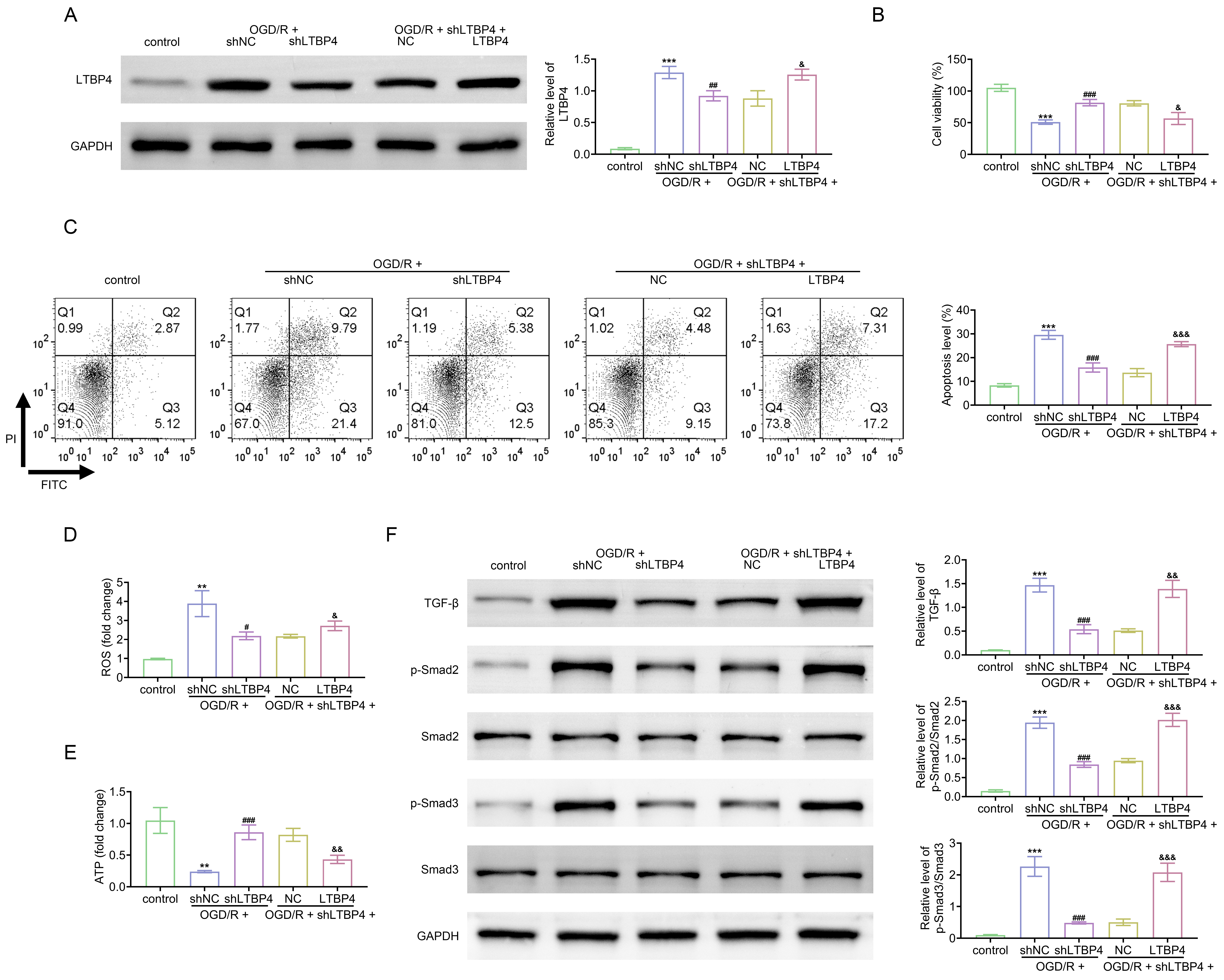 LTBP4 affects OGD/R-induced cell apoptosis and
mitochondrial dysfunction. The cells were divided into control, OGD/R + shNC,
OGD/R + shLTBP4, OGD/R + shLTBP4 + NC and OGD/R + shLTBP4 + LTBP4 groups. (A) The
protein expression of LTBP4 was examined through Western blot. (B) The cell
viability was tested through CCK-8 assay. (C) The cell apoptosis was measured
through flow cytometry. (D) The ROS level was detected through the ROS assay kit.
(E) The ATP level was inspected through the ATP kit. (F) The protein expressions
of TGF-β, p-Smad2, Smad2, p-Smad3, and Smad3 were detected through
Western blot. **p < 0.01, ***p < 0.001
vs. the control group; #p < 0.05, ##p
< 0.01, ###p < 0.001 vs. the OGD/R + shNC group;
&p < 0.05, &&p < 0.01, &&&p
< 0.001 vs. the OGD/R + shLTBP4 + NC group. LTBP4: Latent transforming
growth factor-beta binding protein 4; OGD/R: oxygen-glucose
deprivation/reperfusion; PI: propidium iodide; shNC: Short hairpin negative
control; ROS: reactive oxygen species; ATP: adenosine triphosphate; GAPDH:
glyceraldehyde-3-phosphate dehydrogenase; FITC: Fluorescein isothiocyanate;
TGF-β: Transforming growth factor-β; Smad2: mothers against
decapentaplegic homolog 2.